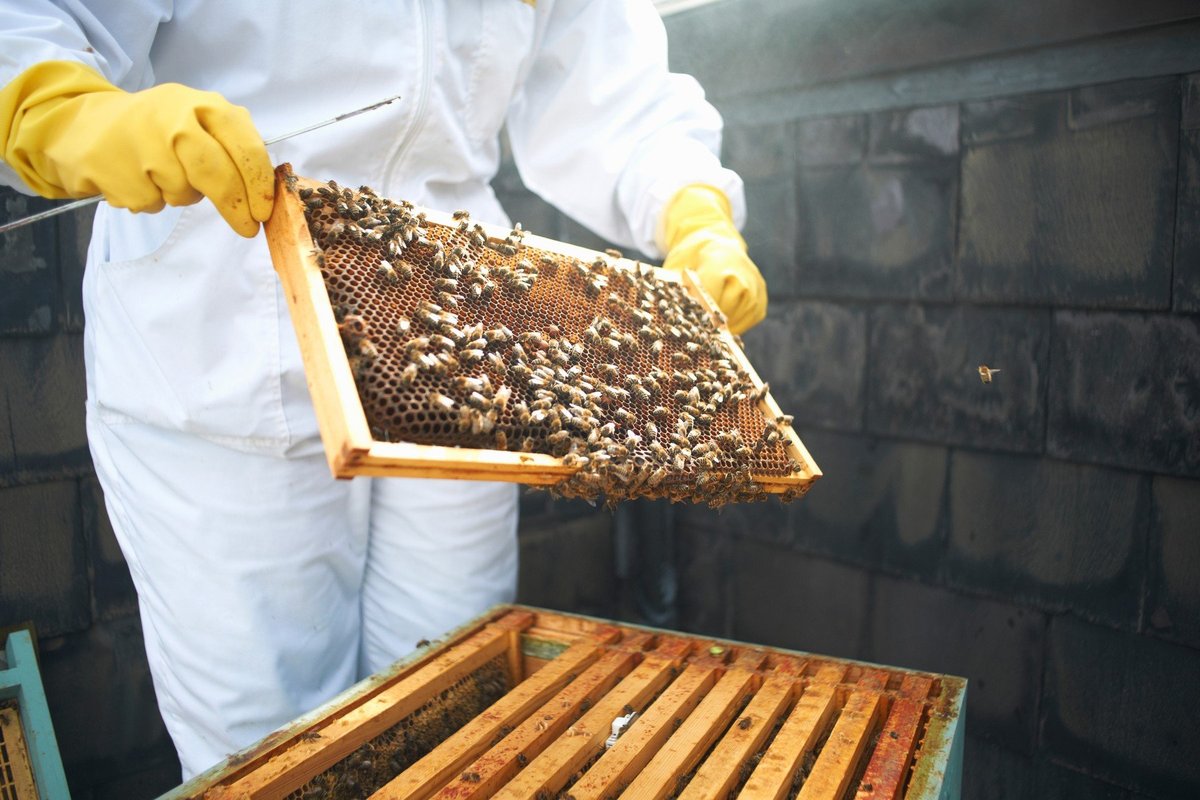 Urbano čebelarjenje